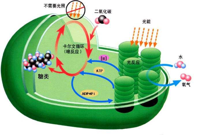 光合感化测定仪