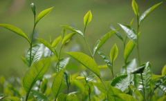 若何检测茶叶中的农药残留？